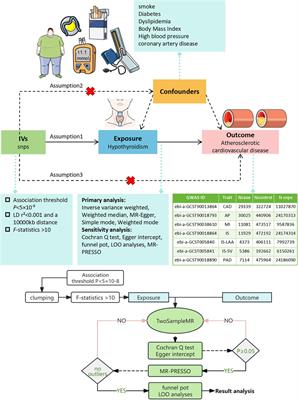 Causal relationship between hypothyroidism and coronary atherosclerotic cardiovascular disease: a bidirectional two-sample Mendelian randomization